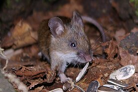 Малая японская мышь