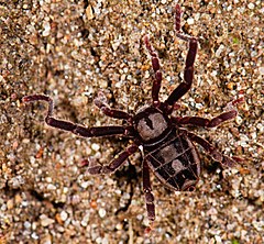 Description de l'image Arachnida, Ricinulei, Cryptocellus goodnighti (2532156079).jpg.