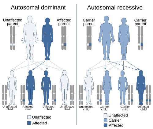 Autosomal dominant and autosomal recessive inheritance, the two most common Mendelian inheritance patterns. An autosome is any chromosome other than a sex chromosome. Autosomal dominant and recessive.svg