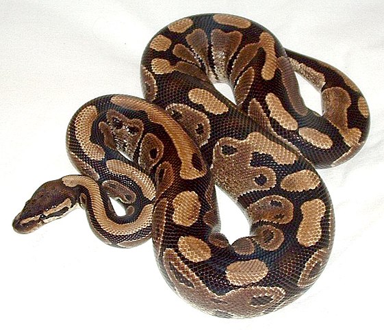 Pet ball python - normal phase, probably an import (rescue). By Mokele