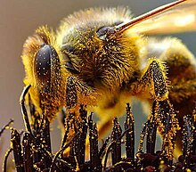 220px-Bees_Collecting_Pollen_cropped.jpg (220×193)