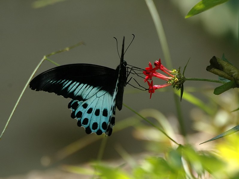 Berkas:Blue mormon.jpg