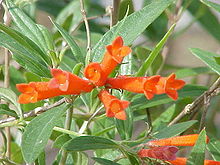 Bouvardia ternifolia0.jpg
