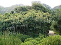 یک درخت بادام وحشی در دامنه‌های کوه تیبل.