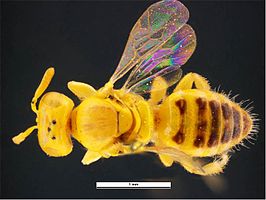 Brachyhesma bitrichopedalis