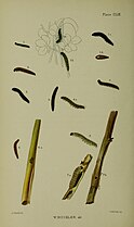 Figs.1, 1a, 1b, 1 c larvae in various stages 1d pupa