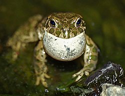 Grønbroget tudse (Bufo viridis)