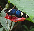 Heliconius sara