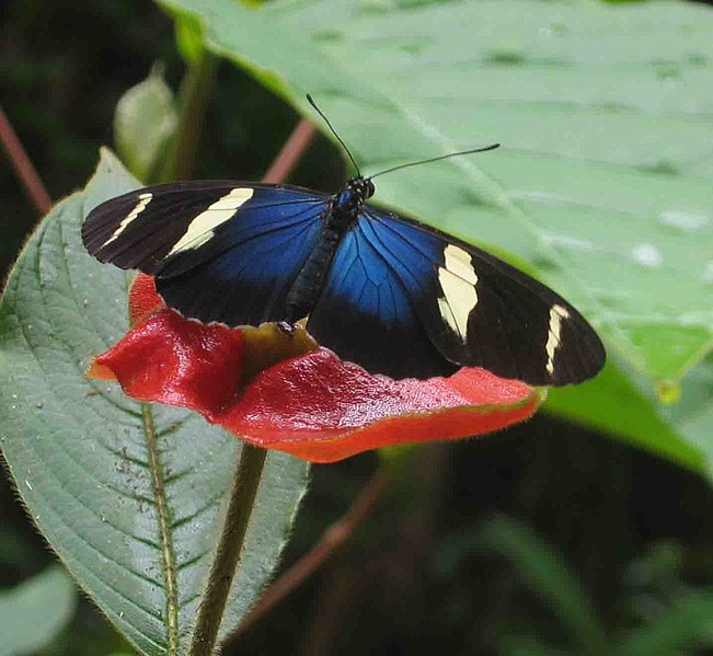 Berkas:Butterfly panama.jpg