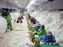 Employees at an Indian spinning mill working with unprocessed cotton, potentially exposing themselves to cotton dust and particles. CSIRO ScienceImage 10736 Manually decontaminating cotton before processing at an Indian spinning mill.jpg