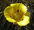 Calochortus sp.