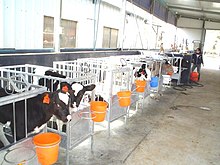 Confining calves for veal production in individual crates has attracted welfare concerns. Calves.JPG