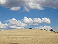 Típica vista de los campos de cultivu (collecha)