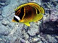 angl. Butterflyfish