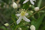 Miniatura para Clematis brachiata