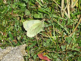 Colias flaveola