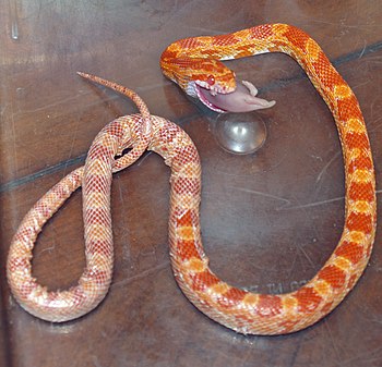 Corn Snake devouring a dead mouse fetus.