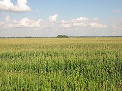 Cornfield near Saint-Blaise-sur-Richelieu, Quebec in 2017