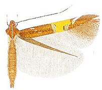 Cosmopterix gemmiferella