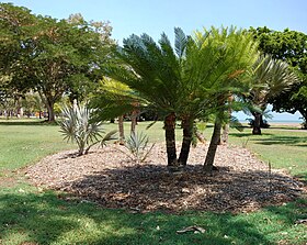 Cycas maconochiei em Darwin (Austrália).