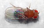 Miniatura per Drosophila melanogaster