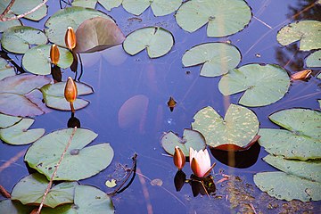 Weisse Seerose (Nymphaea alba)