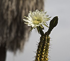 Echinopsis candicans -pallokaktus.