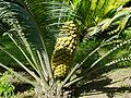 Pūkuotasis galvonis (Encephalartos villosus)