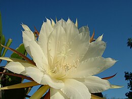 Didžiažiedis naktenis (Selenicereus grandiflorus)