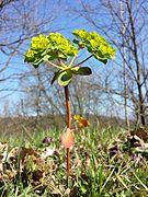 Ombelle d’Euphorbia helioscopia.