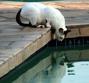 English: This feral cat is about to drink wate...