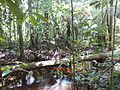 Bosc tropical