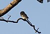 Лесной совенок (Heteroglaux blewitti, Athene blewitti) в Мельгатском заповеднике тигров, Махараштра (2) .jpg