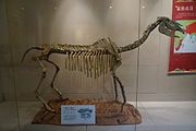 中新世三趾马化石，出土于中国甘肃，海宁博物馆藏