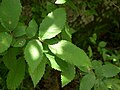 Leaves of Ulmus alata
