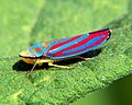 Graphocephala coccinea