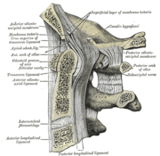 通過枕骨和前三節脊椎的正中矢狀切面圖。