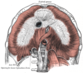 Le diaphragme. Vue inférieure. Le carré des lombes est visible en bas à droite.