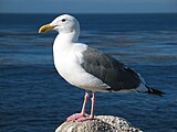 -{Larus occidentalis}-, Калифорнија, Сједињене Америчке Државе