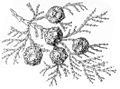 Ilustración de Haeckel