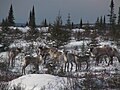 Caribous. Flickr.