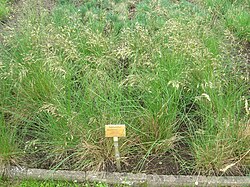 Helictotrichon desertorum - Berlin Botanical Garden - IMG 8564. 
 JPG