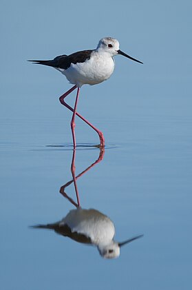 Pernilongo (Himantopus himantopus) refletido em uma lagoa em Sète, França (definição 2 491 × 3 755)