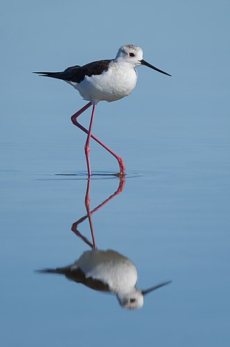 Ходулочник (Himantopus himantopus)