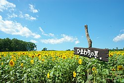 Sunflower field in Hokuryu town