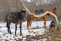 Horses with halters attached to leashes tethered to a tree trunk