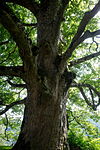 Bergahorn (Acer pseudoplatanus)