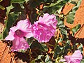 Ipomoea muelleri flowers.jpg