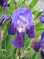 Iris ×germanica