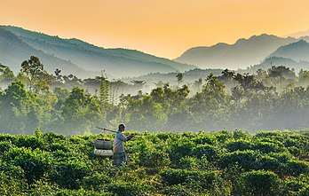 Un Bangladais transportant une palanche au pied des monts du Jaintia (division de Sylhet). (définition réelle 4 880 × 3 104)